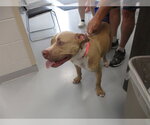 Small American Pit Bull Terrier