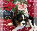Small #8 Cavalier King Charles Spaniel