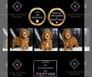 Poodle (Toy) Puppy for sale in WARSAW, IN, USA