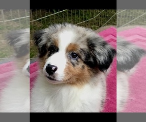 Australian Shepherd Puppy for sale in ZEBULON, GA, USA
