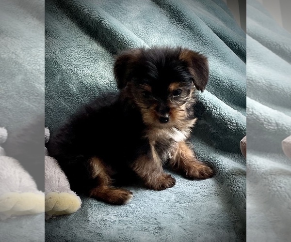 Medium Photo #6 Yorkshire Terrier Puppy For Sale in TRACY, CA, USA