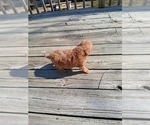 Small Photo #22 Goldendoodle (Miniature) Puppy For Sale in GASTONIA, NC, USA