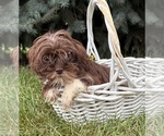 Small #4 Shih Tzu