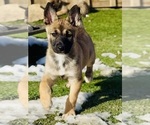 Puppy Puppy 3 Alaskan Husky-Belgian Malinois Mix