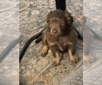 Litter of 3 - Female Miniature Australian ShepherdLitter of Puppies for Sale - Photo #4