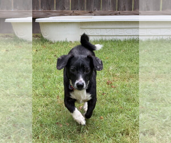 Medium Photo #1 Chiweenie Puppy For Sale in Great Bend, KS, USA