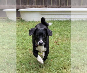 Chiweenie Dogs for adoption in Great Bend, KS, USA