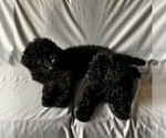Small Photo #6 Goldendoodle-Poodle (Miniature) Mix Puppy For Sale in EPHRATA, PA, USA