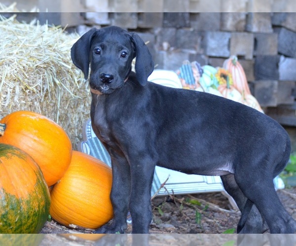 Medium Photo #1 Great Dane Puppy For Sale in CADILLAC, MI, USA