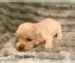 Small Photo #4 Cocker Spaniel Puppy For Sale in SUMTER, SC, USA