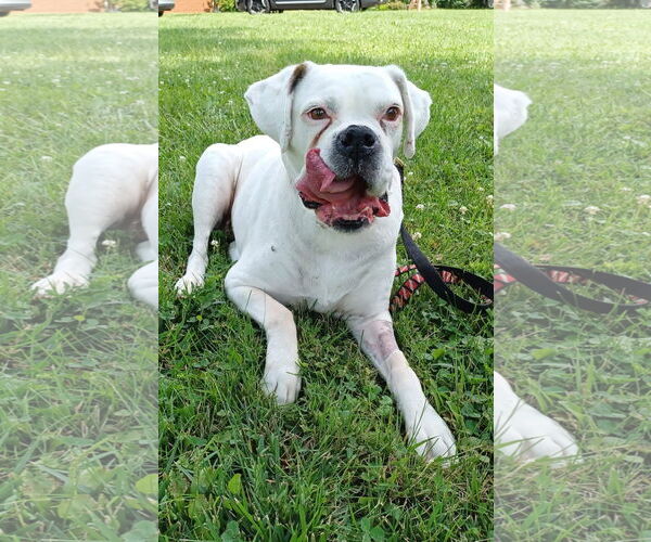 Medium Photo #3 American Pit Bull Terrier-Unknown Mix Puppy For Sale in Germantown, OH, USA