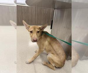 Huskies -Labrador Retriever Mix Dogs for adoption in Baytown, TX, USA