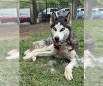 Small #1 Siberian Husky