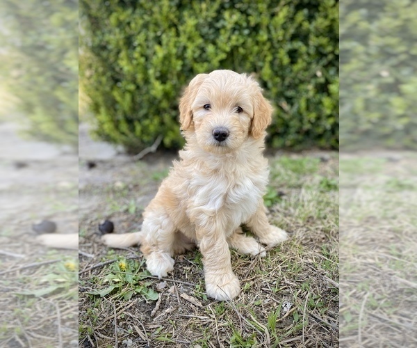 Full screen Photo #1 Aussiedoodle Puppy For Sale in CONWAY, MO, USA