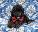 Small Photo #9 Poodle (Miniature) Puppy For Sale in KINZERS, PA, USA