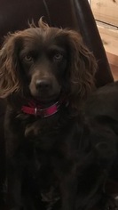 Mother of the Boykin Spaniel puppies born on 10/21/2018