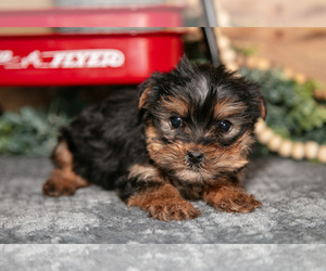 Medium Yorkshire Terrier