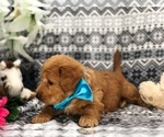 Small Photo #3 Labradoodle Puppy For Sale in CLAY, PA, USA