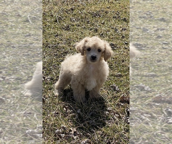 Medium Photo #3 Poodle (Toy) Puppy For Sale in CANOGA, NY, USA