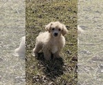 Small #2 Poodle (Toy)