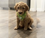 Litter of 7 - Male(s) and Female(s) Goldendoodle mix (+ Poodle Standard)Litter of Puppies for Sale - Photo #18
