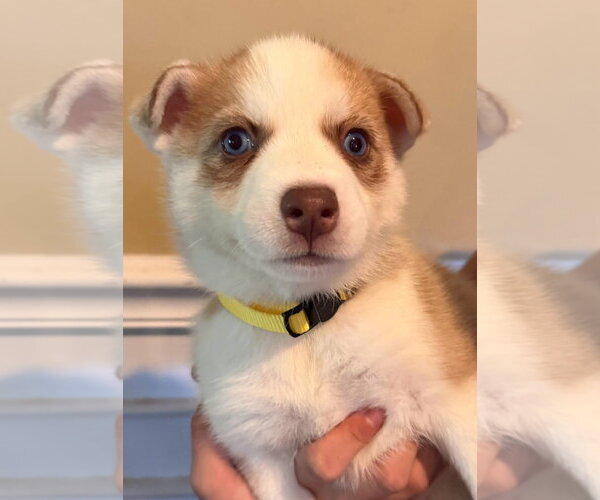 Medium Photo #1 Siberian Husky Puppy For Sale in Matawan, NJ, USA