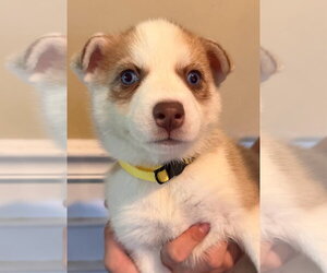 Siberian Husky Dogs for adoption in Matawan, NJ, USA