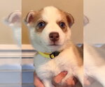 Small Siberian Husky