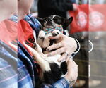 Small #1 Chihuahua Mix