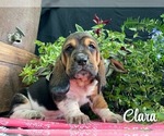 Small #2 Basset Hound