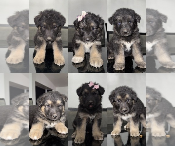 Medium Photo #1 German Shepherd Dog-Siberian Husky Mix Puppy For Sale in LAS VEGAS, NV, USA