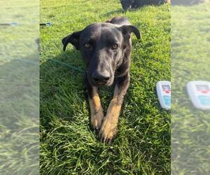 German Shepherd Dog-Unknown Mix Dogs for adoption in Stockton, CA, USA