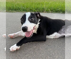 Josh - Male Boston Terrier-Unknown Mix Dog for Adoption - Photo #4