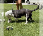 Small #2 Mutt