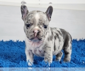 French Bulldog Puppy for sale in BOSTON, MA, USA