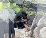 Small Photo #20 Doberman Pinscher Puppy For Sale in CAMPTON, KY, USA