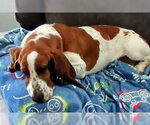 Small #3 Basset Hound