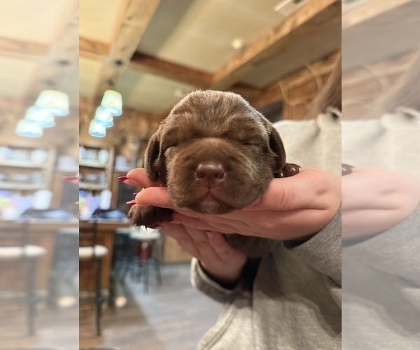 Medium Photo #5 Labradinger Puppy For Sale in NEW CONCORD, OH, USA