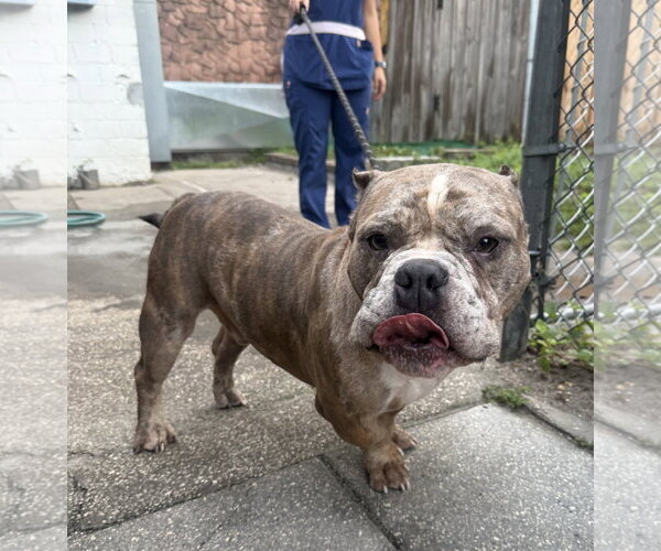 Medium Photo #2 Bulldog-Unknown Mix Puppy For Sale in Sanford, FL, USA