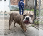Small #1 Bulldog Mix