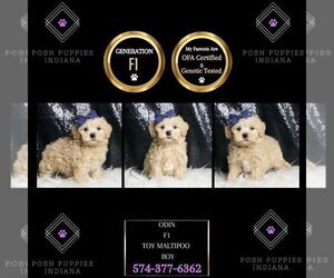 Maltipoo Puppy for sale in WARSAW, IN, USA