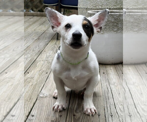 Medium Photo #3 Mutt Puppy For Sale in Oak Bluffs, MA, USA