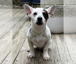 Small #2 Mutt