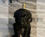 Puppy 4 Goldendoodle