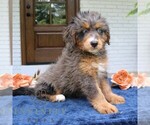 Small #1 Bernedoodle (Miniature)