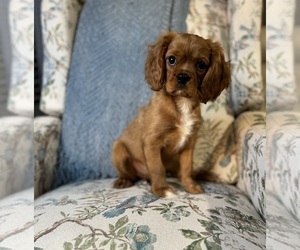 Cavalier King Charles Spaniel Puppy for sale in MELROSE, FL, USA
