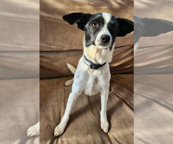 Medium Photo #1 Jack Russell Terrier-Unknown Mix Puppy For Sale in Buffalo, MN, USA