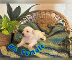 Puppy 5 German Shepherd Dog