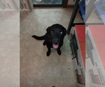 Small #3 Alaskan Malamute-Labrador Retriever Mix