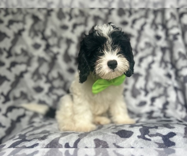 Medium Photo #4 Cavapoo Puppy For Sale in LAKELAND, FL, USA
